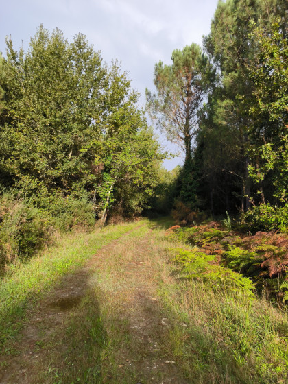 Dans le bois