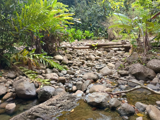 dans le lit de la rivière moustique