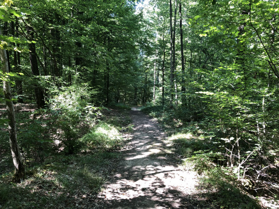 Sous-bois