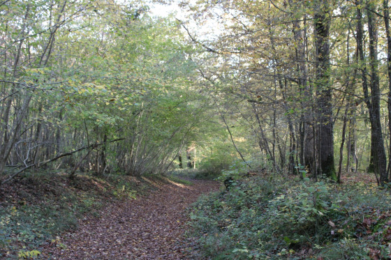Dans les bois de G&eacute;nainville