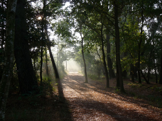 Dans Les Bois de Tr&eacute;melin