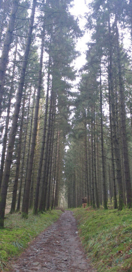 Dans les bois du Val de Poix