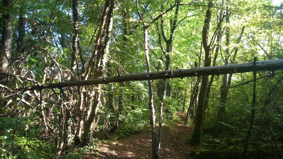 Dans les bois