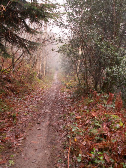 dans les bois.