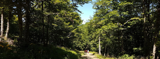 Dans les bois
