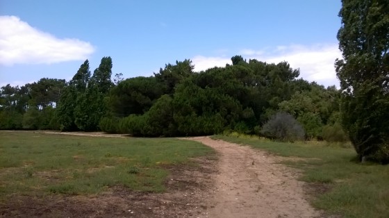 Dans les bois