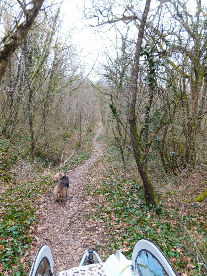 Dans les bois