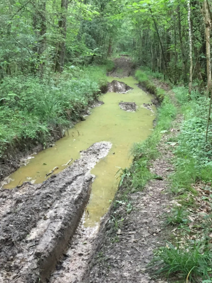 Dans les bois
