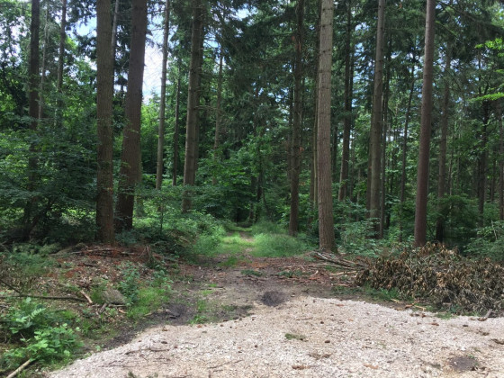 Dans les bois