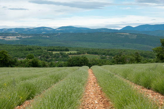 Dans les champs de lavande face au plateau d\'Albion