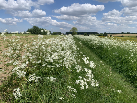 Dans les champs