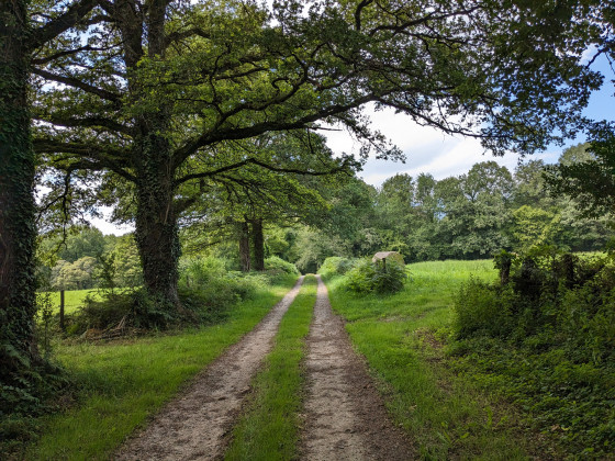Dans les landes de l\'étang de la Chaume