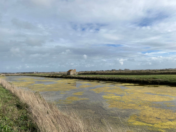 Dans les marais salants