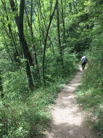 Dans les sous-bois