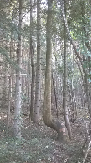 Dans les sous-bois