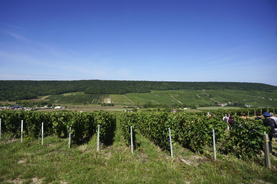 Dans les vignes