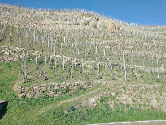Dans les vignes