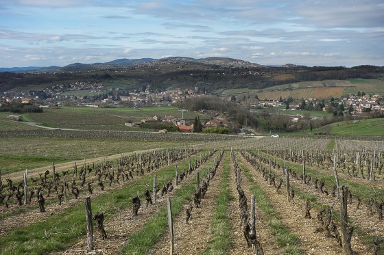 Dans les vignes