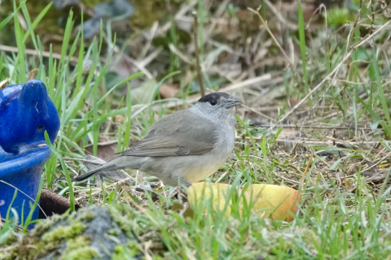 Dans un jardin...