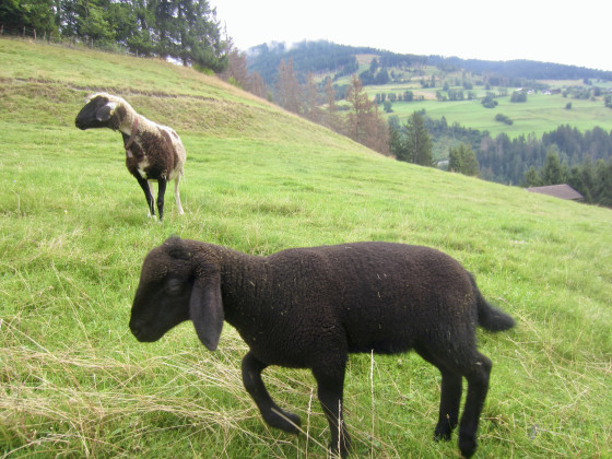 Dans un pâturage, en montant à Assling