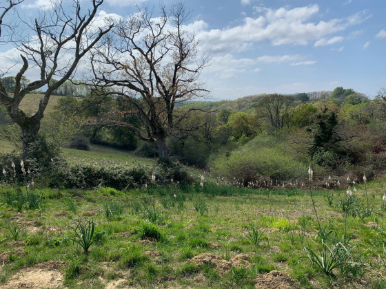 De arbres cadav&eacute;riques