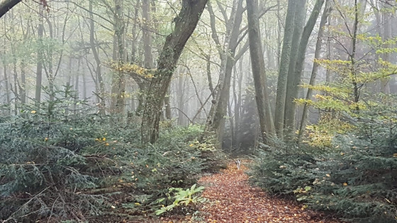 De belles couleur et un peu de brouillard