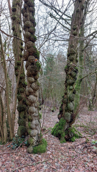 De belles loupes sur 3 groupes d'arbres