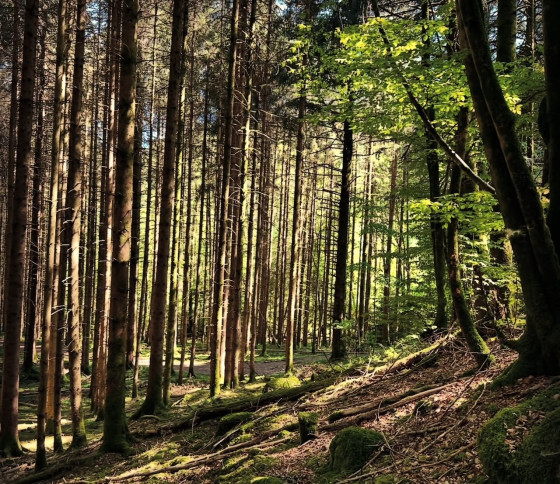 De belles lumières sur le sentier entre Sewen et le Lac d\'Alfeld.