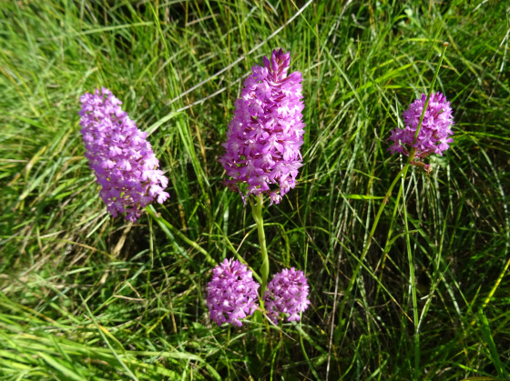 de jolies fleurs