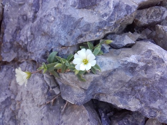 de magnifiques fleurs blanches