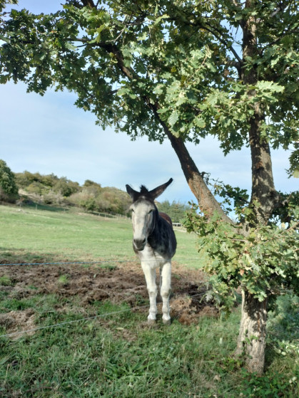 De très beaux ânes et chevaux près du cimetière
