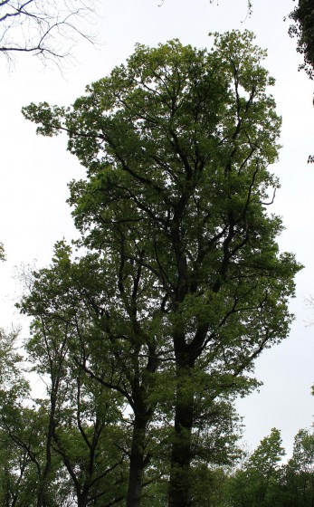De très beaux arbres
