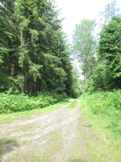 Chemin en forêt