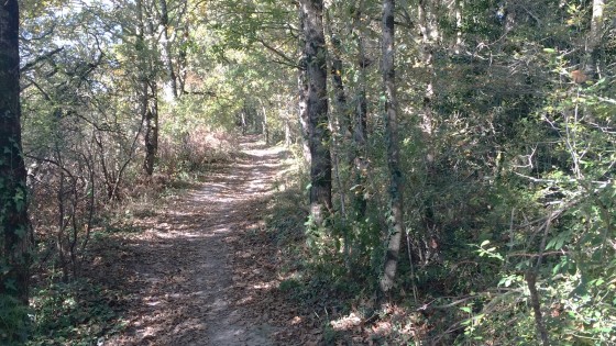 Début de Forêt