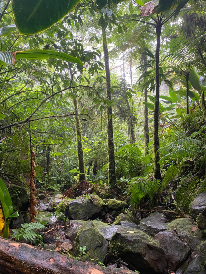 Début de la ravine