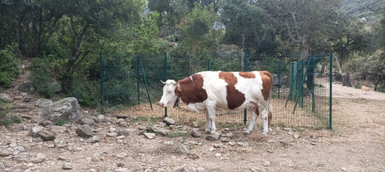 Vache Montbéliarde