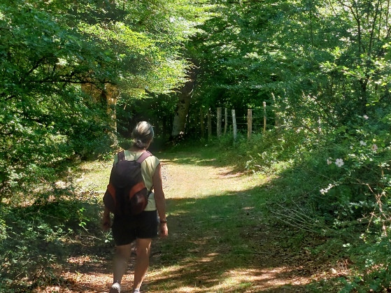 Début du cheminement dans la forêt