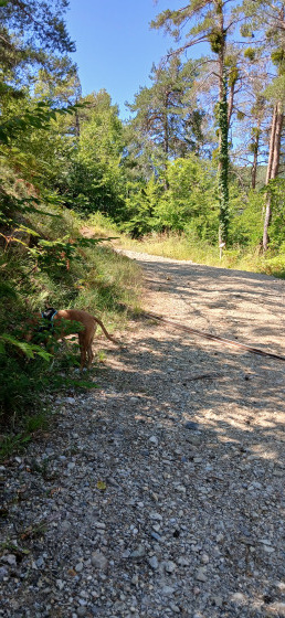 Début du sentier botanique