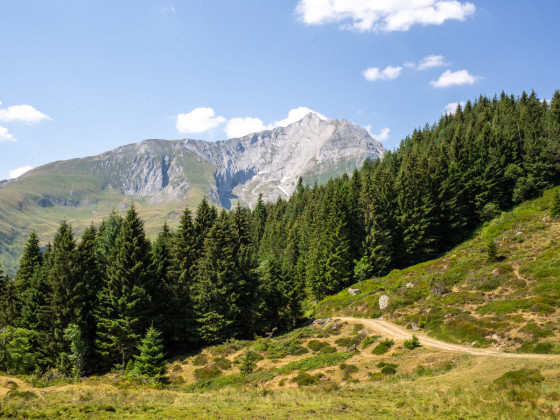 Début en forêt