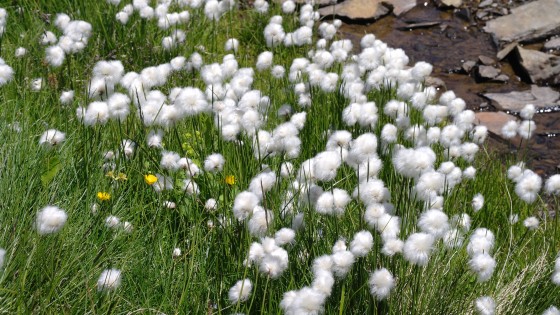 Linaigrettes dans le secteur des Estaris