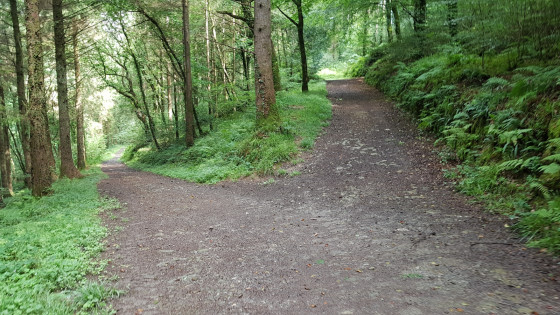 For&ecirc;t de Deerpark