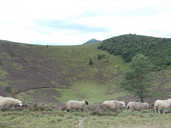 D&eacute;fil&eacute; de moutons