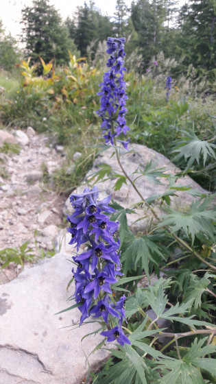 Delphinium