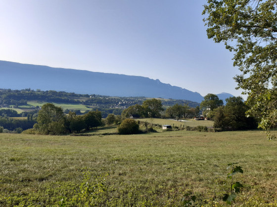 dent du chat
