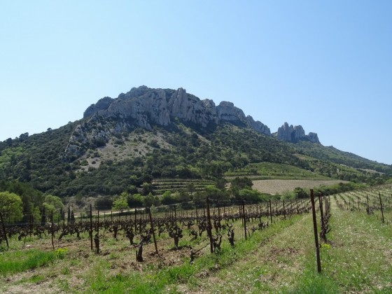 Dentelles Sarrasines
