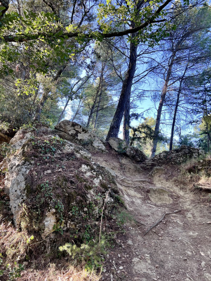 D&eacute;part du sentier forestier