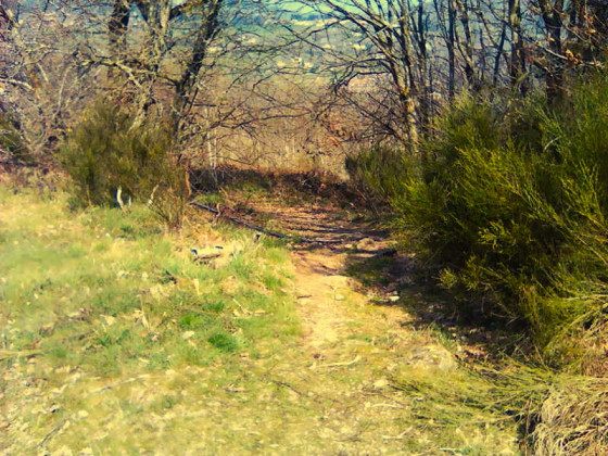 Départ du sentier traversant le Bois de Lille