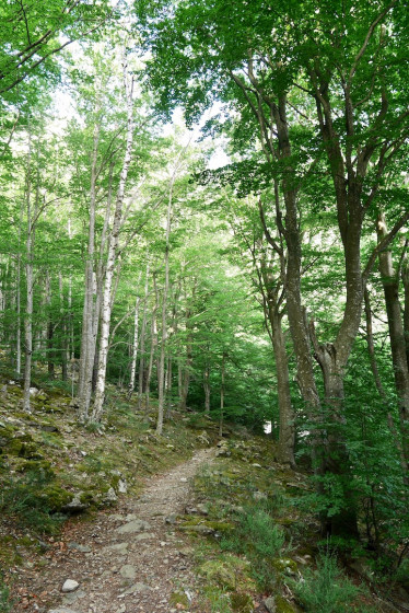 Départ en forêt