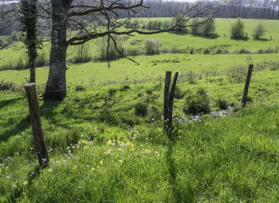 Départ le long des prés vallonnés