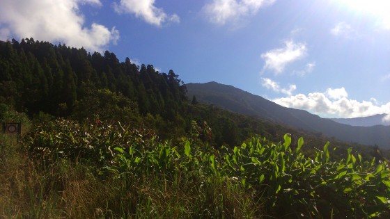 Depuis la Route Forestière 58 de la Scierie et des Hauts des Makes